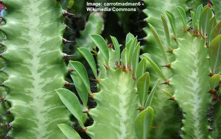 árbol de leche africano