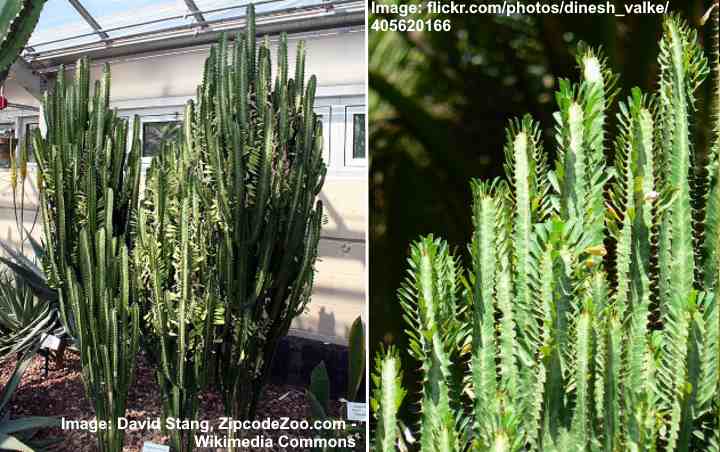 planta de leche africana