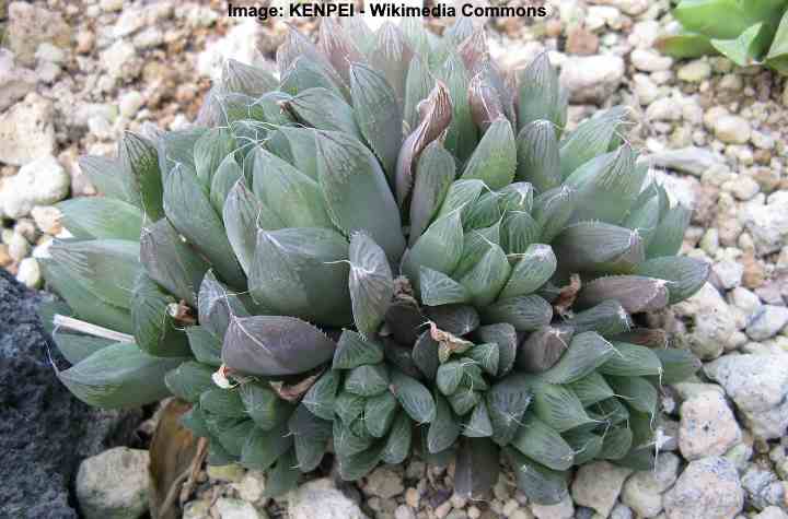 haworthia cooperi 'Pilifera'