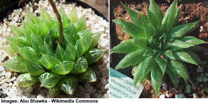 Imágenes de haworthia cooperi var cooperi y tenera
