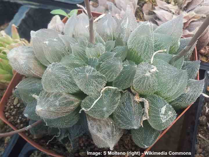 H cooperi var venusta