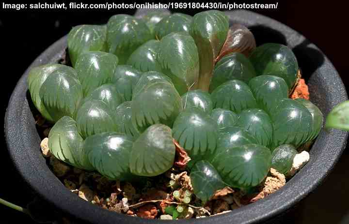 suculenta haworthia translúcida