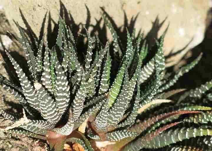 Planta de cebra Haworthia Fasciata