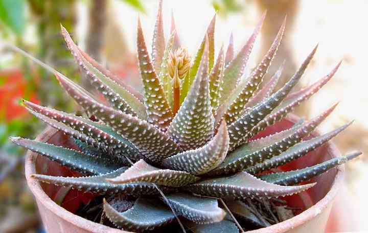 haworthia succulentcare