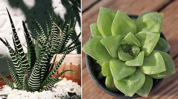 Retribuciones de riego de Haworthia