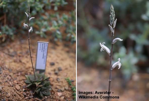 Flores de Haworthia cooperi 'Magnifica' 