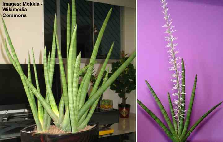 Planta de lanza africana