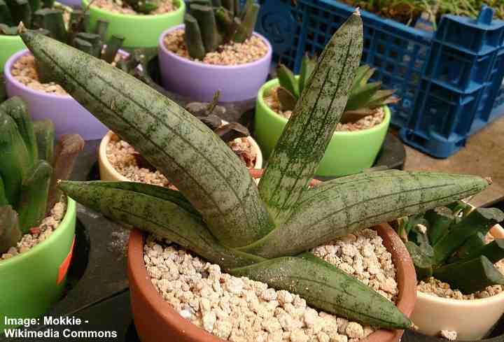 Imagen de primer plano de Starfish Sansevieria (Sansevieria cylindrica 'Boncel')