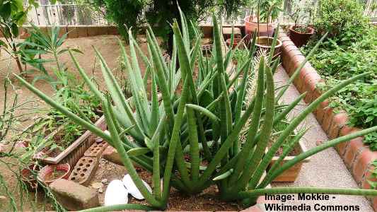 Sansevieria cylindrica