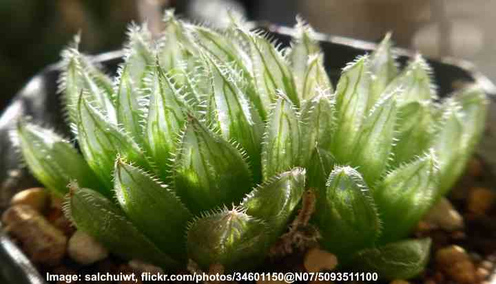 haworthia cooperi 'gordoniana'