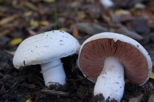 Información micológica sobre Agaricus campestris o Champiñón silvestre