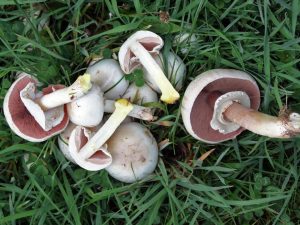 Información micológica sobre Agaricus xanthodermus o Champiñón amarilleante