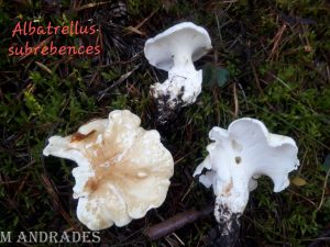 Información micológica sobre Albatrellus subrubescens o Políporo rojizo