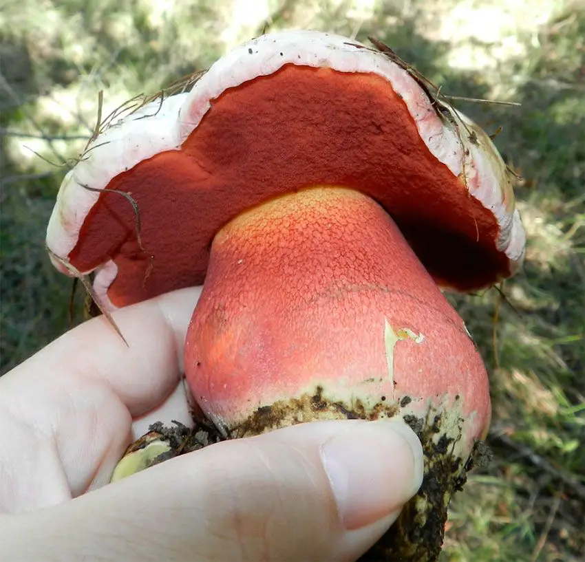 Información micológica sobre Boletus satanas o Boleto de Satanás