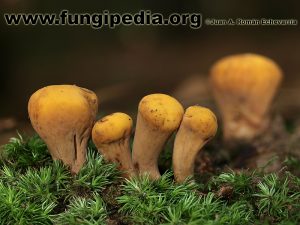 Información micológica sobre Clavariadelphus truncatus o Seta chupa-chups