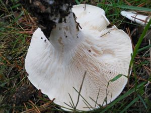 Información micológica sobre Clitocybe candida o Cándida