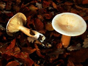 Información micológica sobre Clitocybe geotropa o Platera