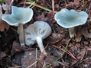 Información micológica sobre Clitocybe odora o Anisada