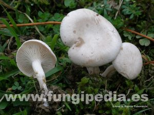 Información micológica sobre Clitocybe rivulosa o Clitocibe blanco
