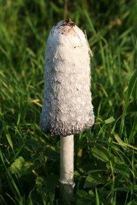 Información micológica sobre Coprinus comatus o matacandil