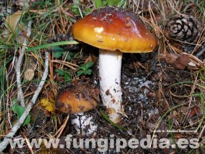 Información micológica sobre Cortinarius mucosus o Cortinario viscoso