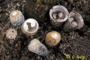 Información micológica sobre Cyathus olla o Nido de pajaro
