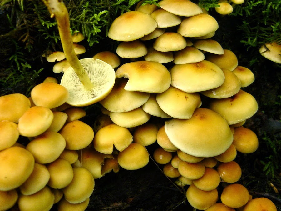 Información micológica sobre Hypholoma fasciculare o Seta fasciculada