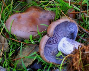 Información micológica sobre Lepista nuda o pistonuda