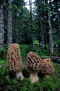 Información micológica sobre Morchella purpurascens o Colmenilla