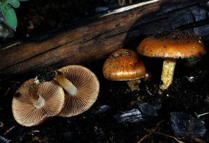 Información micológica sobre Pholiota highlandensis o Foliota de las carboneras