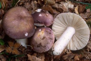 Información micológica sobre Russula cyanoxantha o Carbonera