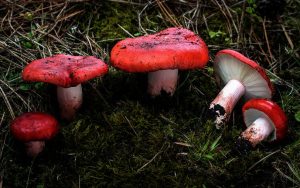 Información micológica sobre Russula sanguinaria o Rúsula sanguínea