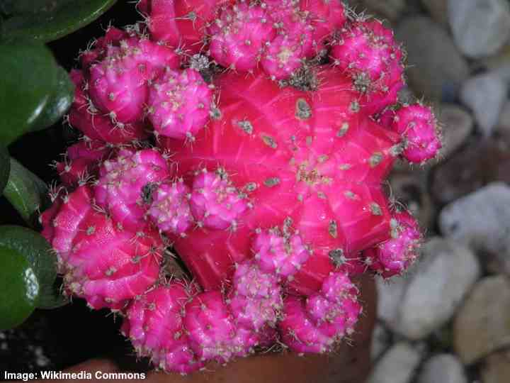 cactus injertado rosa