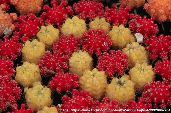 cactus rubí rojo y amarillo