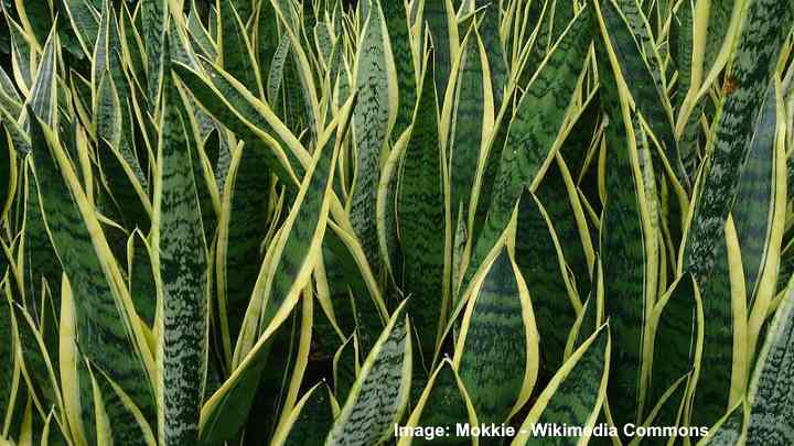 requisitos de luz de la planta de la suegra