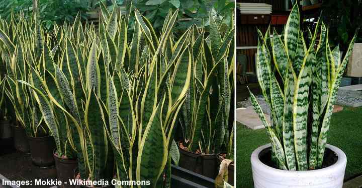 cómo cultivar la planta de la suegra