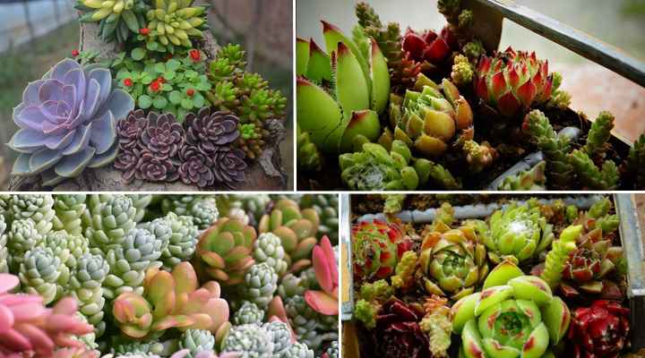 receta de mezcla de suelo para suculentas