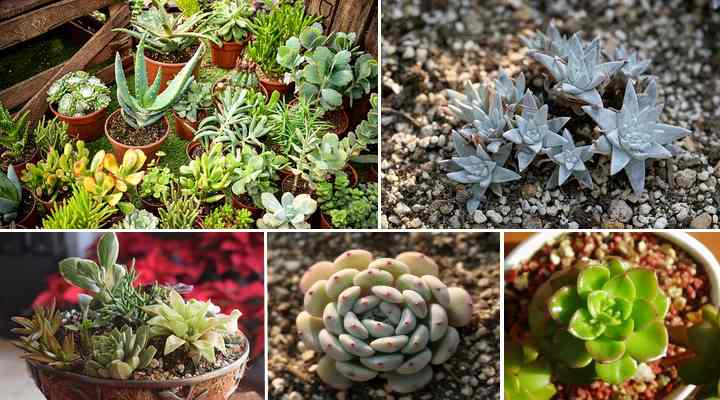 tierra para macetas para suculentas