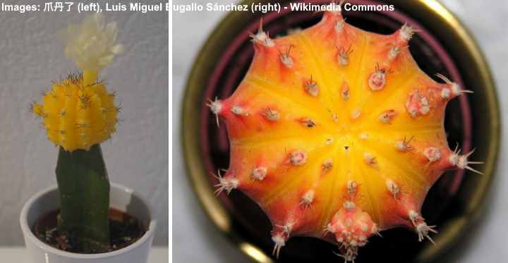 cactus luna con tapa amarilla