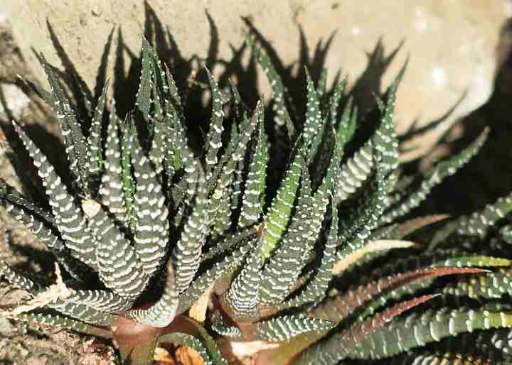 Cuidado de la planta de cebra Haworthia