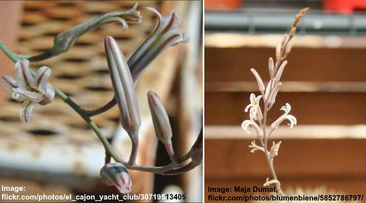Flores de Haworthia fasciata "planta cebra"