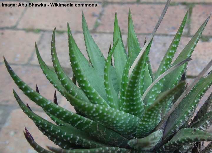 Cebra haworthia 