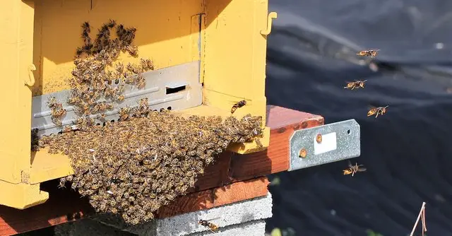 Trampas ecológicas para la avispa velutina o asiática
