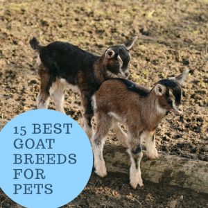 15 mejores razas de cabras para mascotas
