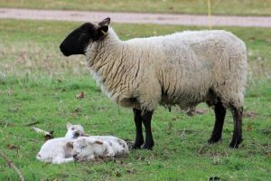 15 mejores razas de ovejas para carne