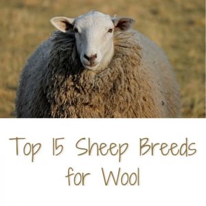 Las 15 mejores razas de ovejas para lana