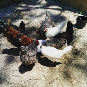 Las 5 mejores razas de pollos para tu granja