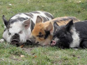 5 mitos comunes sobre la crianza de cerdos