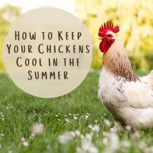 6 formas de mantener frescos a los pollos en verano