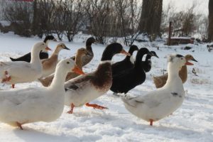 Una guía para principiantes sobre la crianza de patos